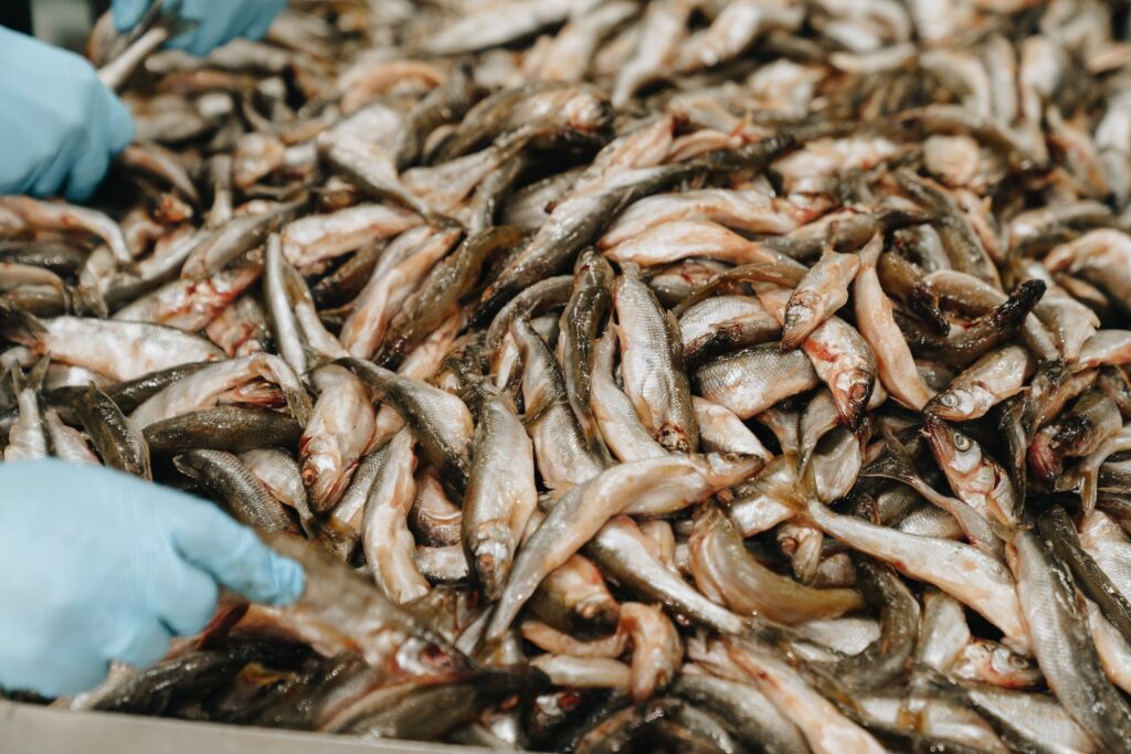 Stack of Mackerels