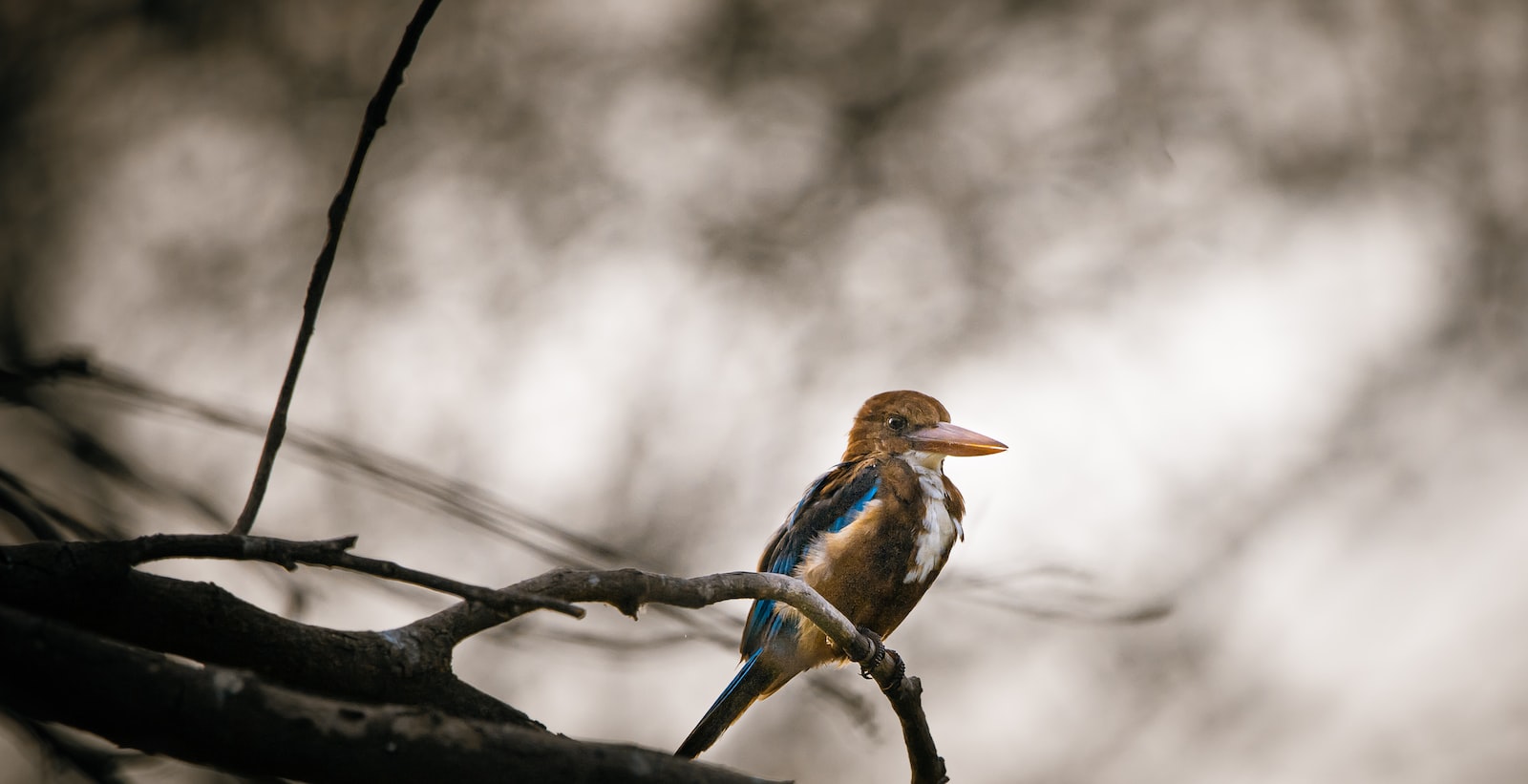 blue and brown bird on tree branch